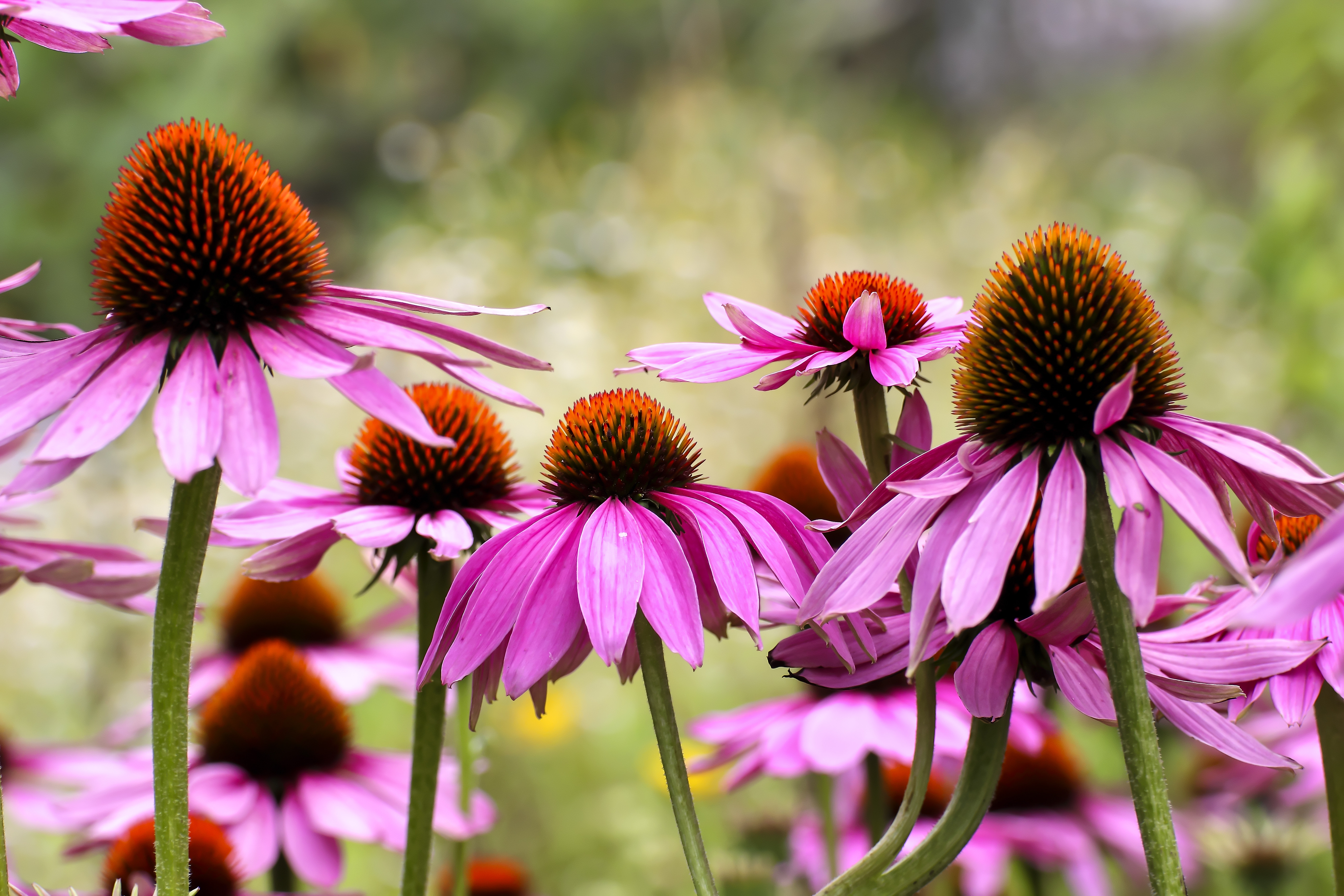 Echinacea