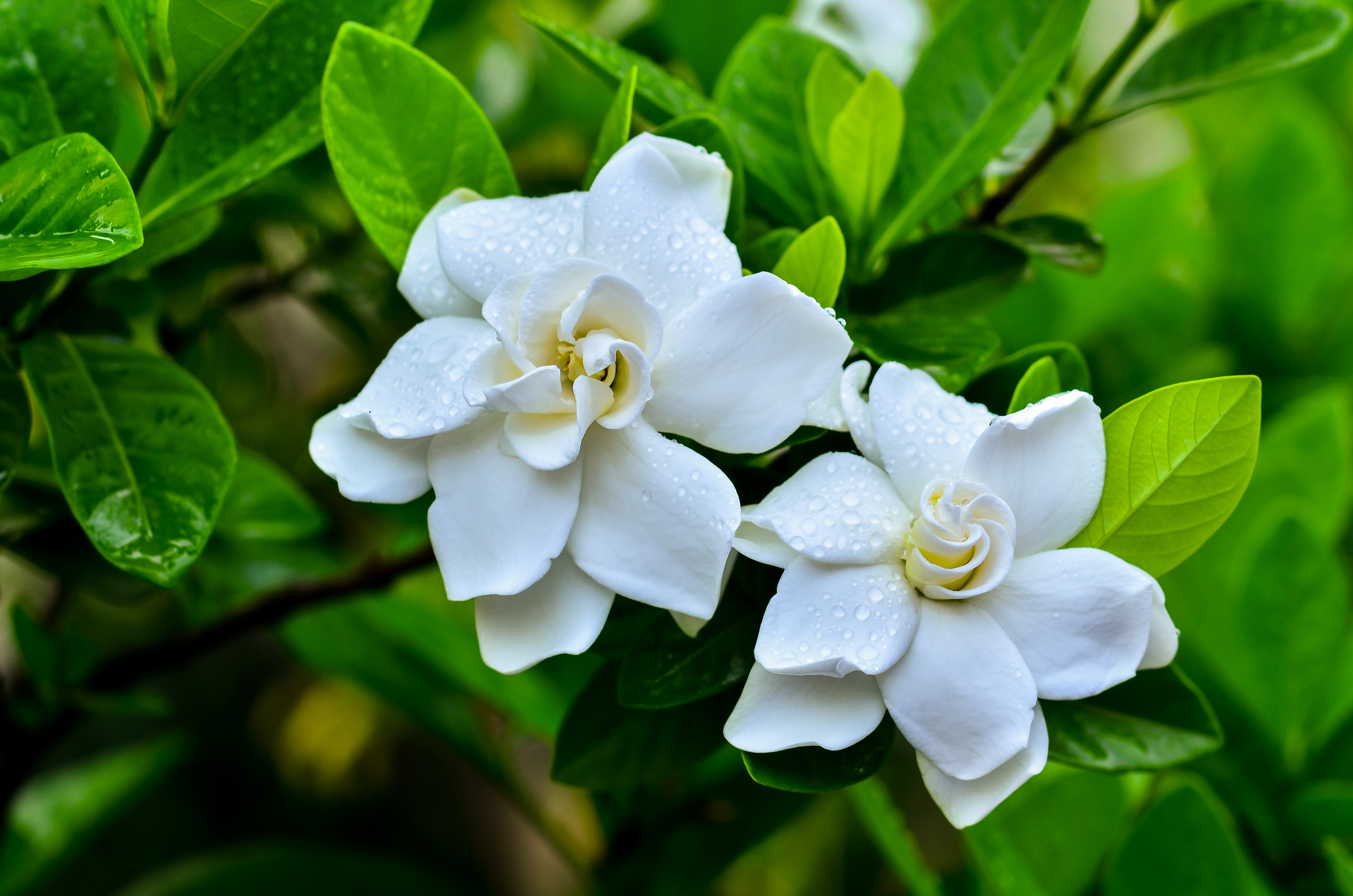 Gardenia