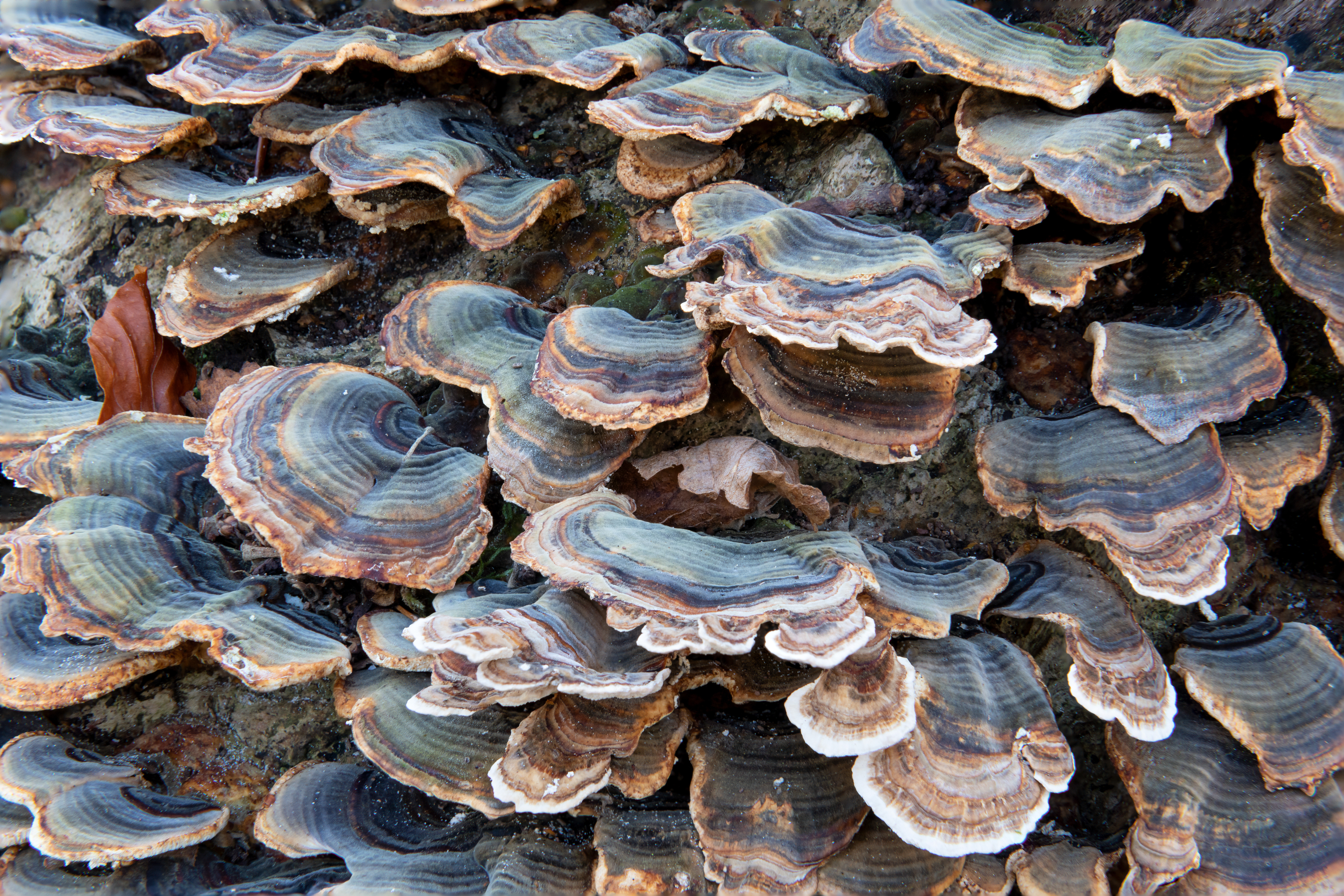 Turkey Tail Mushroom